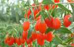 Superfood for Weight Loss - Goji Berry - Bautzen